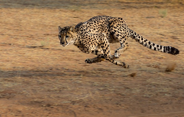 Kiihtyvyys laskurilla voit selvittää kuinka nopeasti esimerkiksi gepardi kiihtyy.